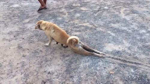 狗拖着腿好奇吃瓜,瓜果诱惑下的萌态瞬间