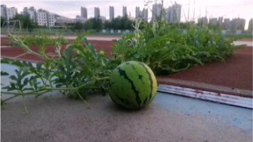 秦皇岛燕山学校吃瓜,校园“吃瓜”事件背后的故事