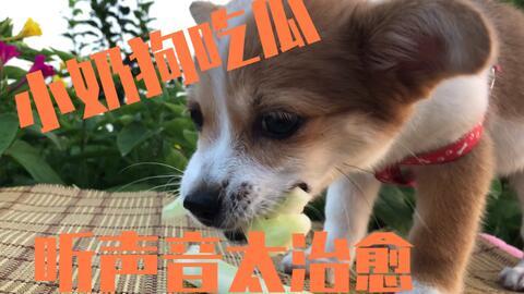 狗吃瓜什么作用,揭秘宠物消暑新宠的神奇作用