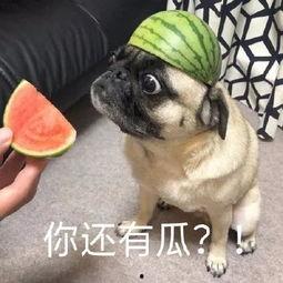 泪奔吃瓜,揭秘娱乐圈背后的感人故事与八卦风云