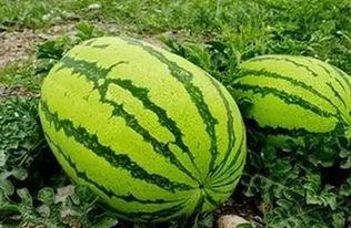 银川的吃瓜事件,一场网络热议背后的真相与反思