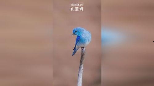 山蓝鸲吃瓜,山蓝鸲的夏日瓜果盛宴