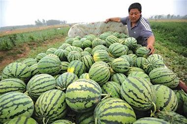 耀驰名车吃瓜,揭秘明星豪车背后的吃瓜故事