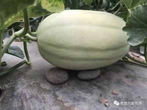 瓜迷找瓜吃,跟随指南，轻松找到心仪的瓜果享受