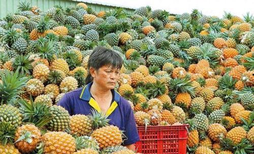 台湾凤梨吃瓜群众,吃瓜群众的甜蜜诱惑
