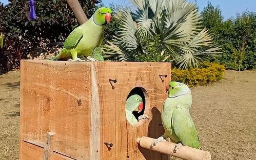 吃瓜鸟,揭秘娱乐圈的“吃瓜群众”