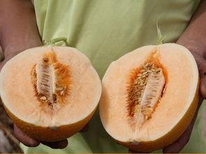 吃隔夜蜜瓜死亡,食品安全警钟长鸣