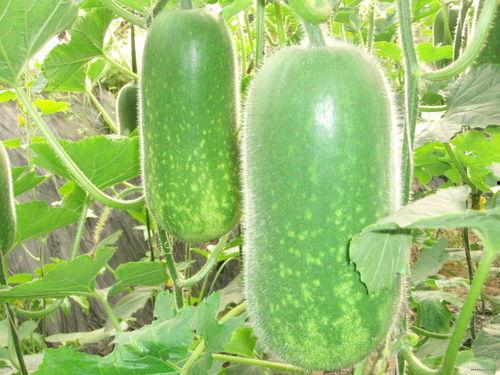 法外吃瓜,揭秘娱乐圈的幕后真相与八卦风云