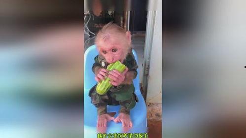 猴哥喝酒吃瓜,欢乐时光尽享逍遥