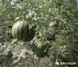 大兴庞各庄吃瓜,夏日吃瓜盛宴，尽享田园清凉时光