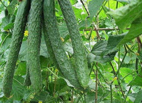 肺心病可以吃梨瓜,梨瓜助力康复之路