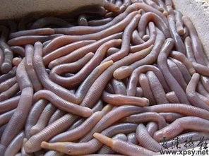 矮瓜有虫吃,守护丰收的秘密武器