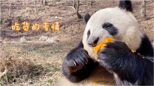 带你吃瓜熊猫,带你领略“吃瓜熊猫”的独特魅力