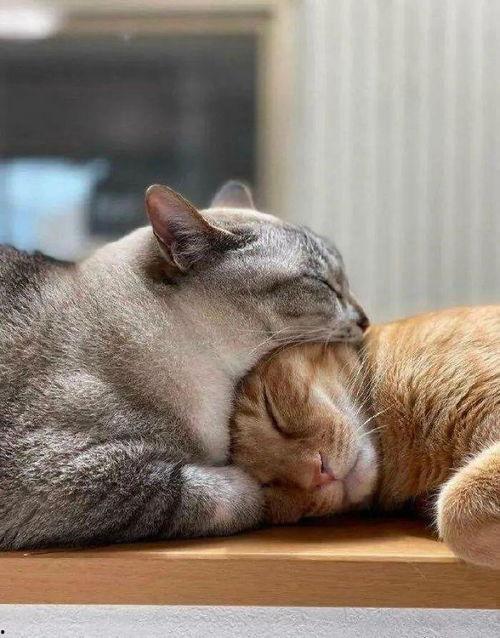 懒猫 吃瓜酱,揭秘美食与休闲的完美融合