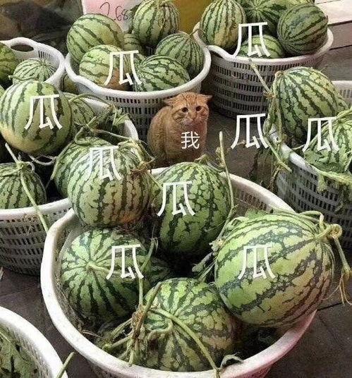 渣女吃瓜,揭秘娱乐圈背后的惊人真相