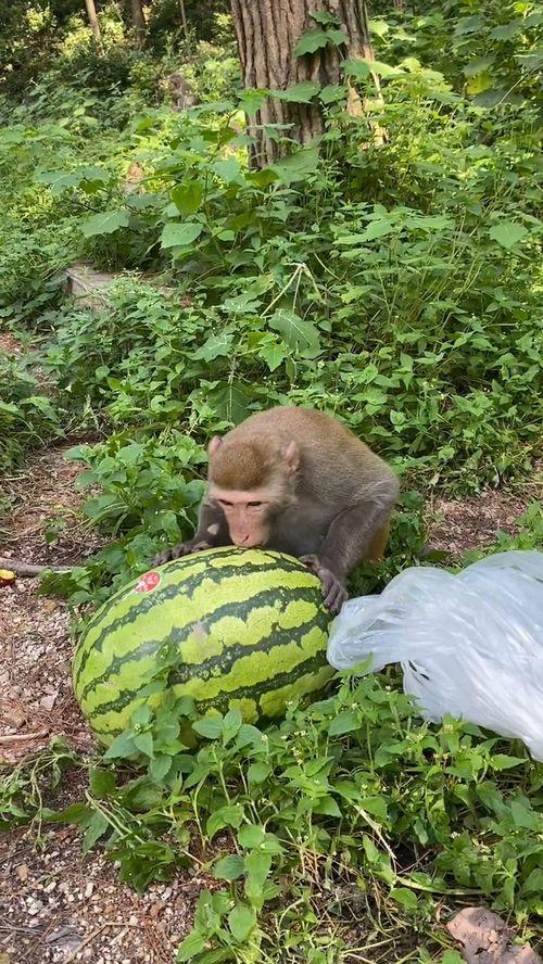 猴瓜怎么吃最好,美味与健康的完美结合